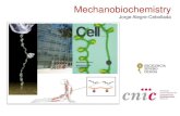 Mechanobiochemistry · 2016. 3. 17. · Oxidative modification of cysteines NO Xanthine oxidase NAD(P) ... (Cardiovascular Proteomics group, CNIC) Preliminary results Posttranslational