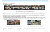 Reflections on Weavingmedia.znak.fi/user/ariadna/article/TT-38.3-Fall-2012...Fall 2012 Vol. 38 No. 3 23 Reflections on Weaving by Adriana Donner Muistiin Kudottu/Woven Notes [Because