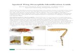 Spotted Wing Drosophila Identification Guide · 2018. 6. 18. · Spotted Wing Drosophila Identification Guide . Steven Van Timmeren, Katie O’Donnell, and Rufus Isaacs . Department