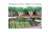 Sugarcane Harvesting - 123seminarsonly.com · sugarcane harvester and sugarcane combine harvester. The sugarcane harvester machine which can not only reduce much labor cost but also