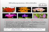 Wakayama Orchids...〒 ホームぺージ メール Temporary Catalog 2020.3.22 春の植え替え応援とスペシャルサービスをご利用ください！ 期間20204 月30
