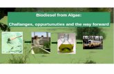Biodiesel from Algae: Challanges, oppurtunuties and the ...mimoza.marmara.edu.tr/~kyapsakli/enve435/Biodiesel.pdf · and carbon neutral alternative to petroleum fuels. • Biodiesel