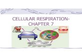 CELLULAR RESPIRATION-CHAPTER 7...CELLULAR RESPIRATION- CHAPTER 7 17 WORDS ALCOHOLIC FERMENTATION ACETYL COENZYME A ANAEROBIC PATHWAY AEROBIC RESPIRATION CELLULAR RESPIRATION CITRIC