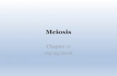 Lab 4: Mitosis and Meiosis - Linn–Benton Community Collegecf.linnbenton.edu/.../bio/elorris/upload/Lec9_Meiosis.pdfMitosis Meiosis Where it occurs Body cells Reproductive organs