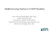 Rodent Lung Tumors in NTP StudiesBackground Lung Tumors (NTP Historical controls, 2013) Tumor Type Male Rat Female Rat Male Mouse Female Mouse AB Adenoma 2.4 1.3 15.3 5.7 …