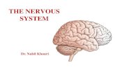 THE NERVOUS SYSTEM · 2020. 1. 22. · XII - Hypoglossal -cranial nerves – 12 pairs -considered part of the peripheral nervous system (PNS) ... • Slender column of nervous tissue