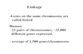 No Slide Title · Following Meiosis Parental chromosomal types - complete linkage and no crossing over. Seldom occurs. Nonparental chromosomal types - result from crossing-over, recombination