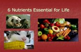 6 Nutrients Essential for Life - Butterfly Kyodaimssenff.weebly.com/uploads/5/5/6/1/55613535/6_nutrients...Vitamins Organic substances required in very small amounts. Classified on