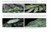 Guide for Beginners FOLIICOLOUS LICHENS OF THE WORLD EB ... · Foliicolous lichens, which grow on the surface of living leaves of vascular plants, are the most untypical lichens,