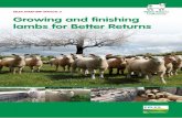 EBLEX SHEEP BRP MANUAL 5 Growing and finishing lambs for … · 2017. 3. 27. · This manual presents a range of options and ideas for growing and finishing lambs to achieve better