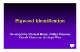 Pigweed Identification...Pigweed Identification Developed by Michael Horak, Dallas Peterson, Dennis Chessman & Lloyd Wax