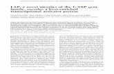 LAP, a novel member of the C/EBP gene family, encodes a liver …genesdev.cshlp.org/content/4/9/1541.full.pdf · 2007. 4. 26. · LAP, a novel member of the C/EBP gene family, encodes