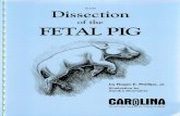 Madison County Schools / Overview...Dissection of the FETAL PIG Roger E. Phillips, Jr. Illustrated by Sandra Shomaker Consultant on Art and Anatomy Kenneth W. Perkins, Ph.D. This book