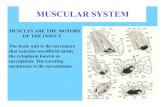 MUSCULAR SYSTEM1Title MUSCULAR SYSTEM1.ppt Author Lek Created Date 5/31/2007 11:48:47 AM
