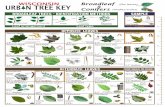 WISCONSIN Broadleaf URB N TREE KEY Conifers (needles ... Tree Key...1-4” Mulberry 2-5” Sycamore / Plane tree 4-9” Ginkgo 2-4” Musclewood 1-5” 1-2.5” European Alder 2-4”