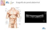 Ecografía de pared abdominal · 2019. 9. 16. · Ecografía de pared abdominal. Anatomía de la pared abdominal. Anatomía seccional ecográfica y técnica de exploración-Realizaremos