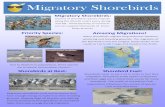 Migratory Shorebirds · 2018. 2. 27. · Shorebirds at Rest: Amazing Migrations! Shorebird Fuel: Migratory shorebirds must rest to ensure they have enough energy to make it to their