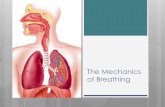 The Mechanics of Breathingmsliutdsb.weebly.com/uploads/7/1/5/5/7155453/sbi3u_-_the... · 2018. 9. 6. · Breathing Recall: Breathing is the mechanism by which mammals bring air in
