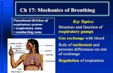 Ch 17: Mechanics of Breathing - Las Positas Collegelpc1.clpccd.cc.ca.us/lpc/zingg/physio1/p1_lects/p1ch17_s.pdfCh 17: Mechanics of Breathing Functional division of respiratory system: