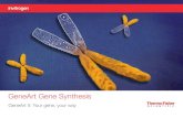 GeneArt Gene Synthesis - Thermo Fisher Scientific - US...Gene Assembler gene synthesis platform Day 4 Sequencing & quality control Day 5 Ready for shipment Day 1 Ordering until 3:00