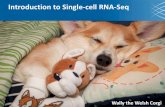 Introduction to Single-cell RNA-Seq - Statistical Science · •Single-cell RNA-Seq (scRNA-Seq) analysis methodology is developing. –Give you a feel for the data. –Perform some