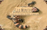 Gila Monster - St. George · Gila Monster By Joseph Tsai, Kyla Larsen, Ava Atkin, & Kamen Seal Picture from Whereinyourstate.com & Russel Cheng