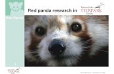 Red panda research in - tierpark-goerlitz.de...Lokomotion. 0 20 40 60 80 100. 12. Red Panda. Red Panda Research, Axel Gebauer, Oct. 2008. Activity research in 1998. Comparison of the