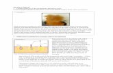 Phylum Cnidaria - archive.bigelow.org · Phylum Cnidaria 1. Feeding behavior of the sea anemone Metridium senile Refer to the photograph of Metridium senile in the MITZI Image Library