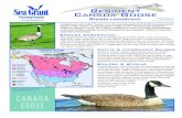 Resident Canada Goose - Pennsylvania Envirothon€¦ · ously seen on our continent, was apparently accidentally intro-duced into eastern Pennsylvania. It was first collected in Sep-tember