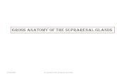 Gross Anatomy of the suprarenal glands - JU Medicine · 2020. 5. 14. · True accessory adrenal glands, consisting of both cortex and medulla, are rarely found in adults. When they