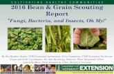 2016 Bean & Grain Scouting Report - Sustainable Agriculture · 2016 Bean & Grain Scouting Report ‘Fungi, Bacteria, and Insects, Oh My!’ By Dr. Heather Darby, UVM Extension Agronomist,