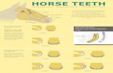 HORSE TEETH - Marcel Jacobs€¦ · The deciduous teeth (baby teeth) come out around 2 ½ years of age. At the age of 3, the teeth will come in contact with the opposite jaw. 1 week