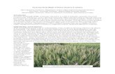 Fusarium Head Blight of Wheat (Scab) in Louisiana€¦ · These cultural practices alone will not completely manage FHB. An integrated approach is required to lessen the impact of