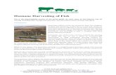 Humane Harvesting of Fish - Humane Slaughter Association · 2016. 4. 28. · The guide also outlines a number of methods used in some parts of the industry that the HSA cannot recommend