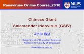 Chinese Giant Salamander Iridovirus (GSIV)fwf.ag.utk.edu/mgray/ranavirus/course/slides/Wu.pdfChinese giant salamander (Andrias davidianus) They are a tasty treat in China (Credit: