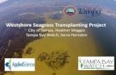 Westshore Seagrass Transplanting Project€¦ · August 2017 Plot 1 Plot 2 Plot 3 Plot 4 Plot 5 Plot 6 Plot 7 Plot 8 Plot 9 Plot 10 Ref H.w. % Cover 76- ... 0 0 5-25% 0 0 0 0 0 0
