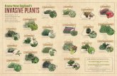 Know New England’s · 20 of New England’s most common non-native species—ones you may find in your own backyard. Know New England’s Japanese Knotweed Tree-of-Heaven Japanese