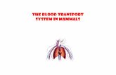The blood transport system in mammals - KD Biokdbio.weebly.com/uploads/5/3/2/5/5325458/the... · Transport cells and dissolved substances Contain a layer of flattened / squamous endothelial