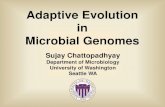 Adaptive Evolution in Microbial Genomes · Type 1 Fimbrial Adhesin of E. coli oropharynx stomach large intestine urinary tract * NON-PATHOGENIC (COMMENSAL) HABITAT PATHOGENIC (VIRULENCE)