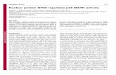 Nuclear protein NP60 regulates p38 MAPK activity · Jing Fu 1,*, Ziqiang Yang*, Jinxue Wei1, Jiahuai Han2 and Jun Gu1,‡ 1National Laboratory of Protein Engineering and Plant Genetic