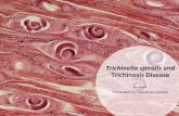 Trichinella spiralis and Trichinosis Disease€¦ · A. Adult worms that developed in the small intesne; the small worms are newborn larvae (immature L1), which are infecve to muscle.