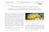 Glass sponge reefs as a silicon sink · feature article Jackson W. F. Chu 1 , Manuel Maldonado 2 , Gitai Yahel 3 , Sally P. Leys 1, * 1 Department of Biological Sciences, CW 405,