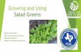 Growing and Using Salad Greens€¦ · Gardening tips: Frisée is a cold weather vegetable, so plant it like lettuce. Just a little bit of compost in the soil will help frisée grow