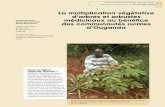 La multiplication végétative d’arbres et arbustes 1 médicinaux ...bft.cirad.fr/cd/BFT_296_71-82.pdfIntroduction La pharmacopée africaine est riche. Sur ce continent en particulier,