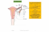 The Fallopian tubes - JU Medicine...Fertilization Spermatozoa may remain viable in the female reproductive tract for several days!!!!! A process by which haploid male gamete fuse with