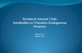Technical Journal Club: Intrabodies to Visualize Endogenous ...ffffffff-b34e-2810-ffff-ffffbf1df...Aguzzi Lab Visualizing Proteins 1. Immunocytochemistry -cells must be fixed and permeabilized