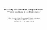 Tracking the Spread of Pampas Grass: Which Cultivar Does ......Tracking the Spread of Pampas Grass: Which Cultivar Does Not Matter Miki Okada, Riaz Ahmad, and Marie Jasieniuk Department
