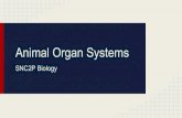 Animal Organ Systems - Weebly · 2019. 9. 30. · Organ Systems Biologists categorize organ systems according to their main functions. There are 11 main organ systems in the animal