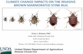 CLIMATE CHANGE IMPACTS ON THE INVASIVE BROWN … · Brown marmorated stink bug (BMSB) Halyomorpha halys • Native to Eastern Asia (China, Japan and Korea) • Over 300 host plants