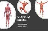 MUSCULAR SYSTEM...human body. •Tendons are fibrous connective tissues which attaches muscle to bone. •They are very strong to withstand the sudden contraction during movement and